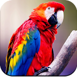 Cover Image of 下载 Parrot Wallpapers 4K  APK