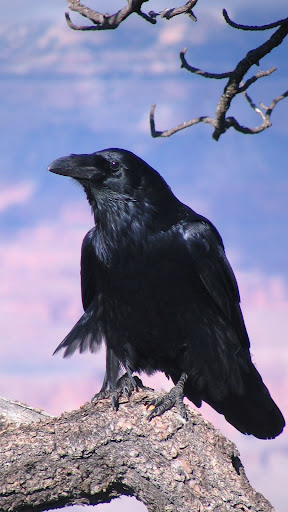 Raven Wallpapers Screen 2