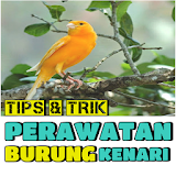 Tips & Trik Perawatan Burung KENARI icon