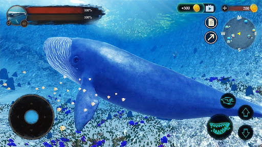 The Blue Whale Screen 2