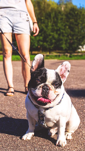 Android application french bulldog wallpaper screenshort