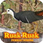 Cover Image of ダウンロード Pemikat Burung Ruak Ruak Ampuh 1.0.8 APK