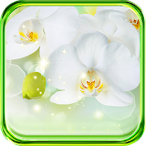 Orchid for Girlfriend LWP icon