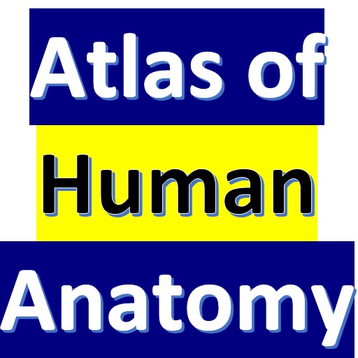 Human Anatomy logo