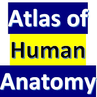 Human Anatomy