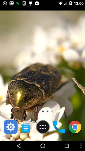 beetle wallpaper Screen 2