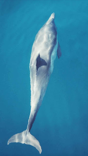 Android application beautiful dolphin wallpaper screenshort