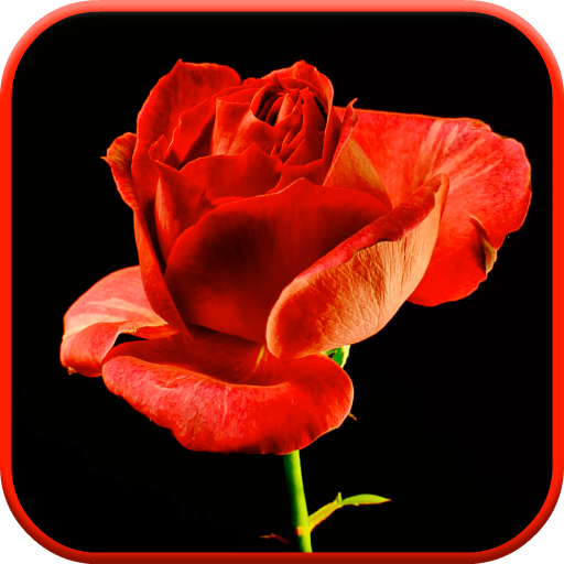 Blooming Rose 3D Video Theme  Icon
