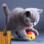 Cover Image of Download Cats Jigsaw Puzzle Game Kids  APK