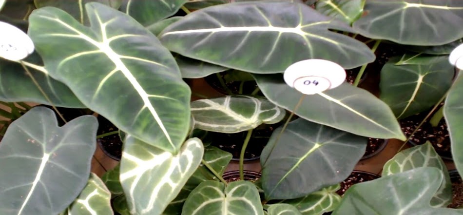 #6. 메타팜 (Android) Podle: SEMS GAMES