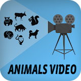 Animals Video icon