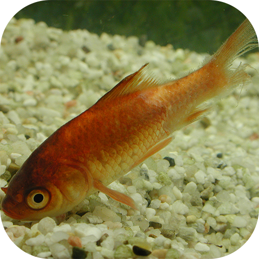 Fish Diseases - Apps on Google Play