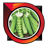 Cover Image of डाउनलोड How to Grow Green Beans Good  APK