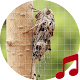 Cicada Sounds ~ Sboard.pro Download on Windows