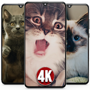 4K Cute Kitten Cats Wallpapers HD