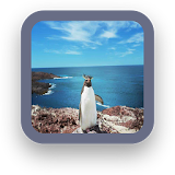 Penguin Wallpapers Free icon