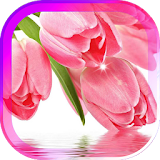 Tulips Pink live wallpaper icon