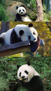 Panda Wallpaper HD