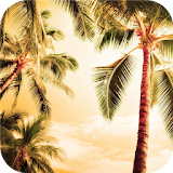 Palm tree. Live wallpapers icon