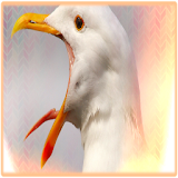 Seagull Sounds icon