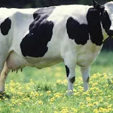 Holstein Cow Wallpapers FREE icon