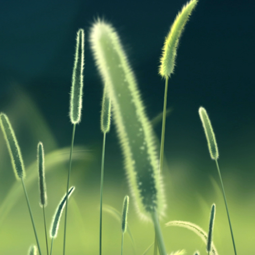 green grass wallpaper logo
