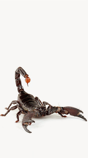 Scorpion Wallpaper Screenshot 2 - AppWisp.com