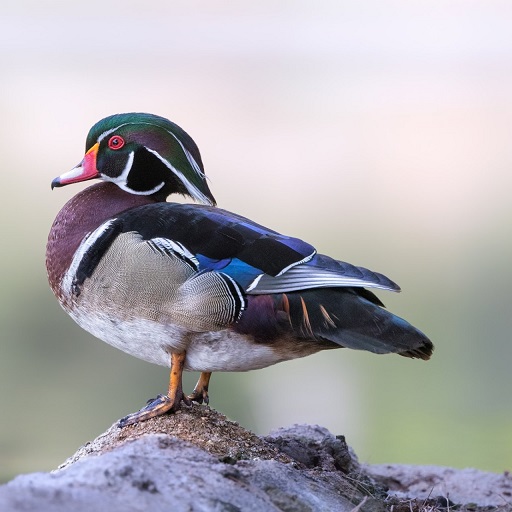 Wood Duck Wallpaper HD logo