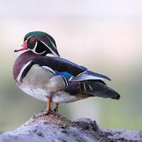 Wood Duck Wallpaper HD