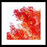 Autumn Red LiveWallpaper icon