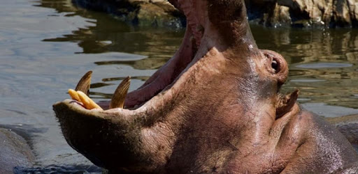 How God Saved Me From Hippos