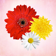 Top 39 Social Apps Like Primerun Flowers make gift 1+1 - Best Alternatives