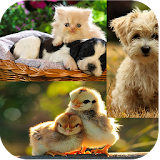Cute Animals Wallpapers icon