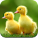 Duck Wallpaper HD icon
