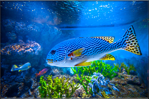 Jigsaw Puzzles Sea Screen 3