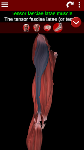 Muscular System 3D (anatomy) For PC installation