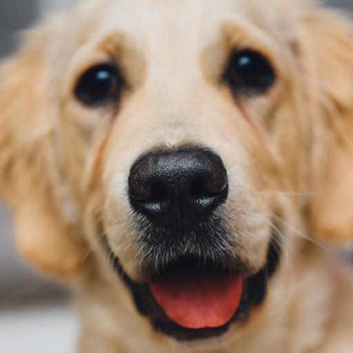 Dog wallpapers and funny pics logo