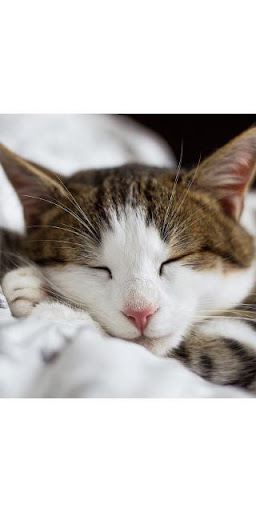 Cute Kittens Memory Game