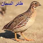 Cover Image of Télécharger صوت السمان للصيد  APK