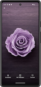 Rose Beauty Wallpaper