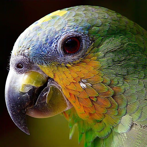 guess the bird logo
