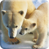 Polar Bears Live Video Wallpaper icon