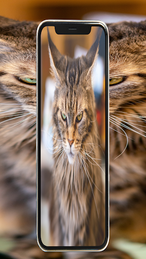 fond ecran cute cut wallpaper