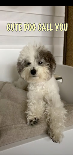 Cute Dog Prank Call cute dog g Screen 3