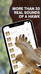 Chicken hawk sounds