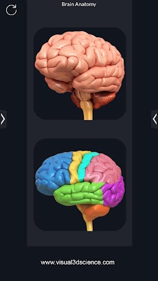 My Brain Anatomyのおすすめ画像2