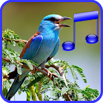 Cover Image of Télécharger Amazing Bird Sounds Effects - Latest Birds Noises 1.2 APK