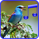 Amazing Bird Sounds Effects - Latest Birds Noises icon