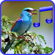 Amazing Bird Sounds Effects - Latest Birds Noises