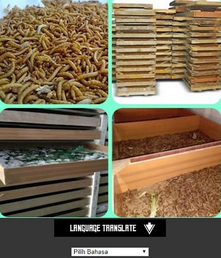 hong Kong Caterpillar Cultivat Screen 2